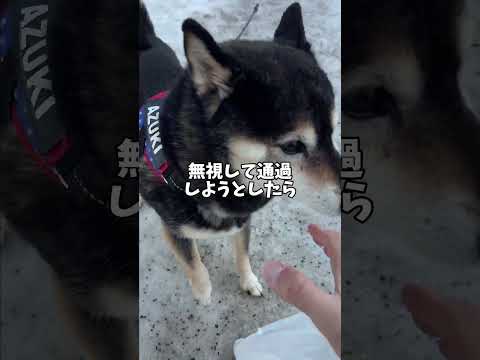 散歩中おじさんとすれ違った黒柴の主張 サムネイル