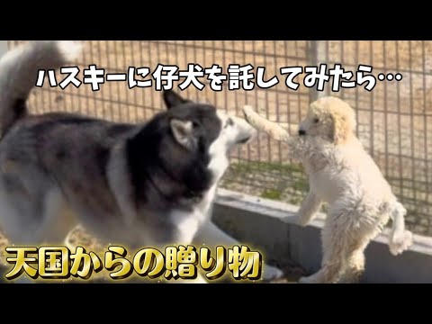 【新たな仲間】赤ちゃんが好きすぎるハスキーに仔犬を会わせてみたらこうなりました…天国からの贈り物 サムネイル