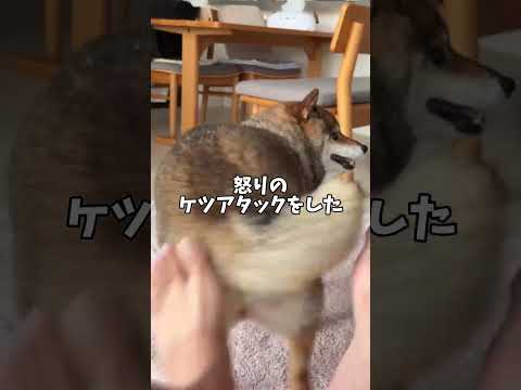 復讐の鬼と化す柴犬😱