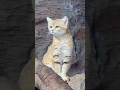 shorts お目覚めサディーカちゃん　スナネコ　那須どうぶつ王国にて　2026年3月27日 サムネイル