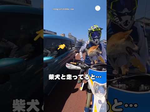 バイクに乗る柴犬、隣の車の犬と出会う　　柴犬　犬　ツーリング　可愛い犬　犬のいる暮らし サムネイル