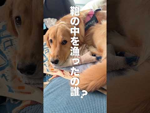 イタズラを隠しきれず自分から白状する犬...【ゴールデンレトリバー・ボーダーコリー】shorts サムネイル