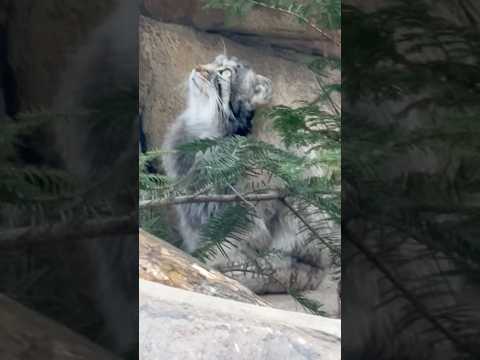 shorts ナゴムくん 上に何かありましたか？　マヌルネコ　那須どうぶつ王国にて　2026年3月29日 サムネイル