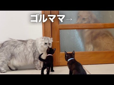 子猫と先住猫の初対面、誰よりも緊張しながら見守る大型犬...【ゴールデンレトリバー・ボーダーコリー】