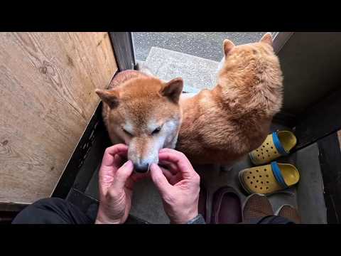コショコショお顔をマッサージしてあげると気持ち良くてその場から動こうとしなくなるココさん サムネイル