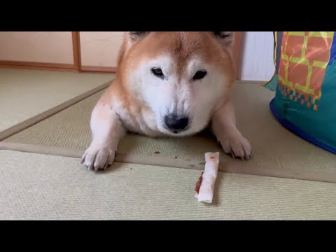 柴犬福 久しぶりに第一ガム貰い母を喜ばせる柴犬🤣Shiba-ASMR🤣 サムネイル