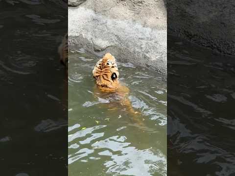 shorts お水は気持ちイイヨ〜っとローラさんを誘ってそうなソーンくん　アムールトラ　浜松市動物園にて　2026年4… サムネイル