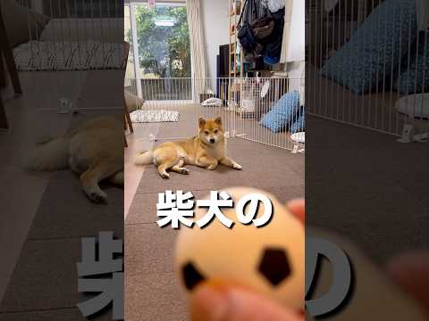 柴犬のとん君は、サッカー日本代表を応援しています！がんばれ！日本代表！　柴犬　柴犬とん