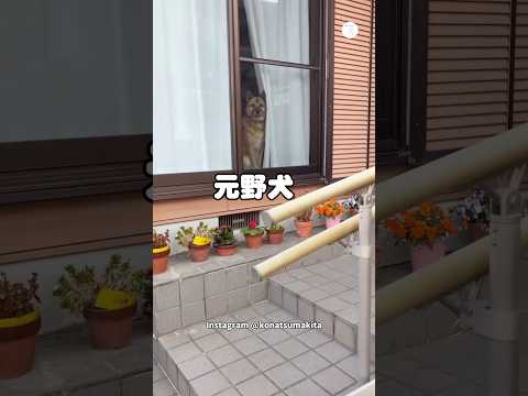 飼い主の帰宅を待っててくれる元野犬　保護犬　犬　元野犬　犬のいる暮らし かわいい犬 サムネイル