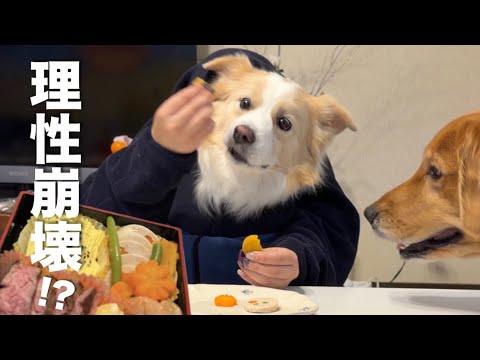 理性崩壊!? 初めての二人羽織で豪華おせちを食べた犬のリアクションが面白すぎる...!!!【ボーダーコリー・ゴールデン… サムネイル