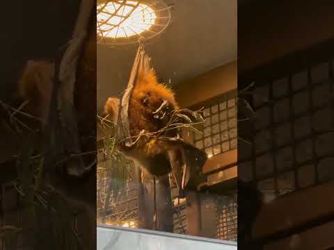 shorts グルーミング中〜　オリイオオコウモリ　上野動物園にて　2026年2月6日 サムネイル