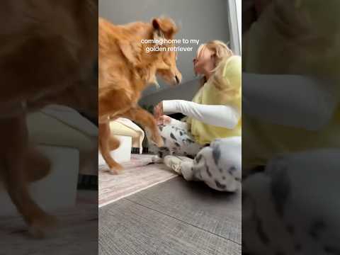Come to my golden retriever 2026blonde goldenretreiver dogb… サムネイル