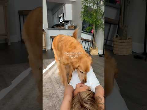 golden retriever puppies for sale🥵india retreiver dog puppy… サムネイル