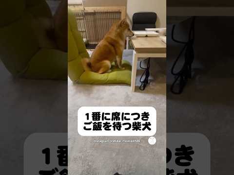 ご飯の時間になると1番に席につく柴犬　　柴犬　犬　かわいい犬 犬のいる暮らし 癒し サムネイル