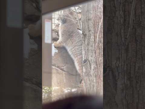 shorts 横から覗くナゴムくん　マヌルネコ　那須どうぶつ王国にて　2026年2月1日 サムネイル