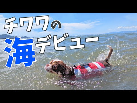 【はじめての海水浴】一生懸命泳ぐ姿がかわいすぎる♡【夫婦とチワワの日常VLOG】 サムネイル
