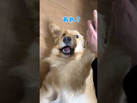 あれ？goldenretriever ゴールデンレトリバー サムネイル