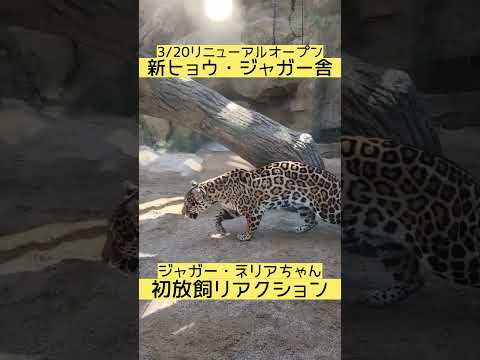 【3/20OPEN新ヒョウ・ジャガー舎】ジャガー・ネリアちゃんの初放飼リアクション　東武動物公園 癒し 動物 動物園… サムネイル
