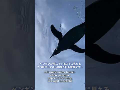【旭山動物園】ぺんぎん館🐧[Asahiyama Zoo] Penguin Museum　shorts サムネイル