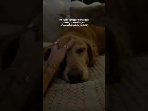 coming home to my golden retriever🥵 goldenretreiver dog ind… サムネイル