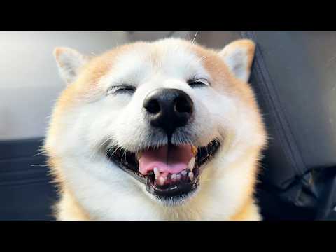 さんぽログ☆5.0をつけてそうな柴犬 サムネイル