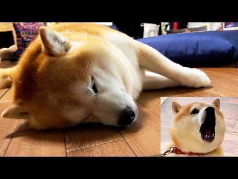 夢の中でペットホテルに預けられ、寝言で盛大に文句を言う柴犬 サムネイル