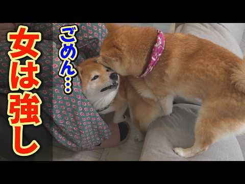 弟を威嚇した兄に怒り、お尻ぺんぺんする妹柴犬が強過ぎて笑っちゃいました。 サムネイル
