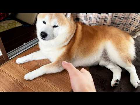 もしも人類がかっこいい柴犬と出会ったら、どの足と握手するべきなのか【検証】 サムネイル