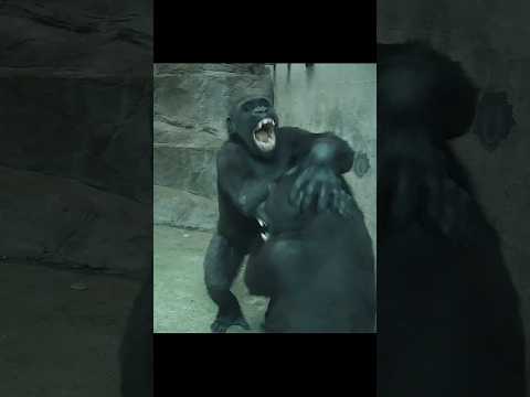 Jabali長門牙了,和Ringo玩好開心😆 gorilla gorillatag taipeizoo 台北市立動物園 サムネイル
