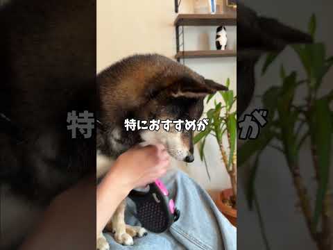 SNSに疲れた飼い主がたどり着いたのは・・・ サムネイル