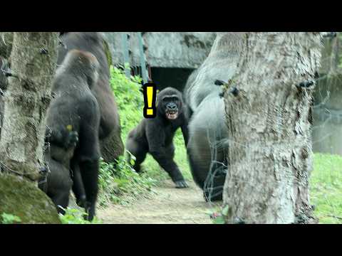 Gorilla Ringo screamed, something scared him | 金剛猩猩Ringo不知道… サムネイル