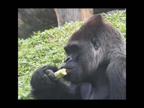 gorilla D'jeeco 27y2m old eat celtuce shorts D吃菜心 1-12 サムネイル