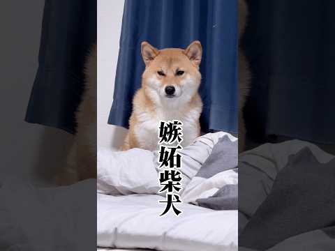 自分が1番じゃなきゃダメなのねw 柴犬 チワワ shorts サムネイル