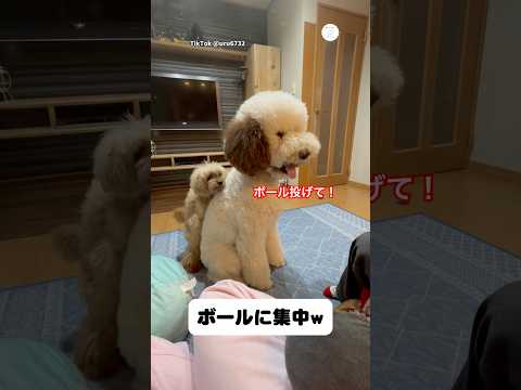 ボール投げてって顔が可愛すぎる　スタンダードプードル 大型犬　犬　かわいい犬 犬のいる暮らし サムネイル