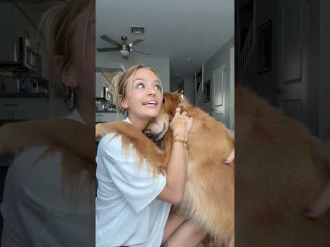 coming home to my golden retriever🥵goldenretreivers dog pup… サムネイル