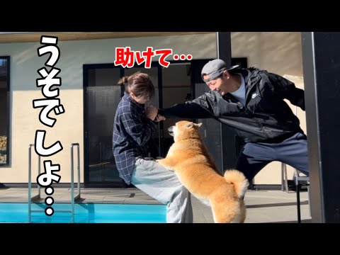 【救助犬】絶対にママを守ろうとする柴犬が凄すぎました… サムネイル