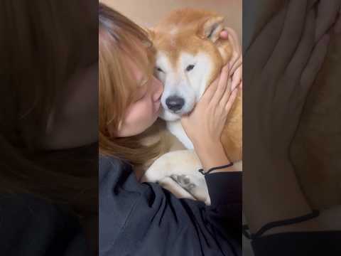 柴犬福 姉に匂いチェックされる柴犬【懐かし動画】🤣Sis and Shiba🤣姉と柴 柴犬 shibainu japa… サムネイル