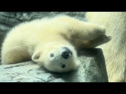 ねえボク　可愛い❤️でしょ❣️ ホッキョクグマのモモ太　男鹿水族館GAO 2026年5月22日　IMG 4851 サムネイル