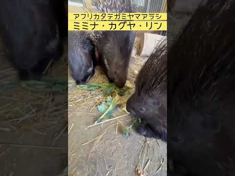 【東武動物公園（公式）】ひと足先に春を味わうヤマアラシたち 東武動物公園 動物 zoo 動物園 ヤマアラシ 春を先取り サムネイル