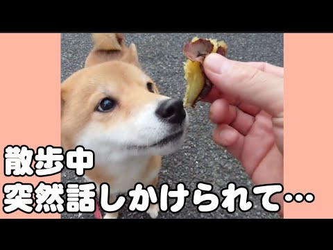 まさかの出来事…散歩中に焼き芋をもらった柴犬 サムネイル