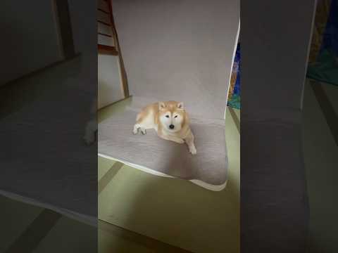 柴犬福 おばあさんに邪魔と言われちゃう柴犬🤣Grandma and Shiba🤣shorts funny funnyd… サムネイル