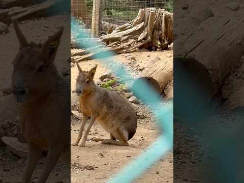 shorts マーラさんたちに警戒されてしまった😅　埼玉県こども動物自然公園にて　2026年5月31日￼ サムネイル