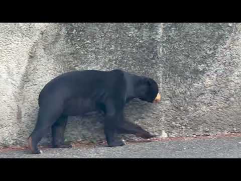 マーチンくんも出入り自由です☺️ マレーグマ　のんほいパークにて　2026年1月23日 サムネイル