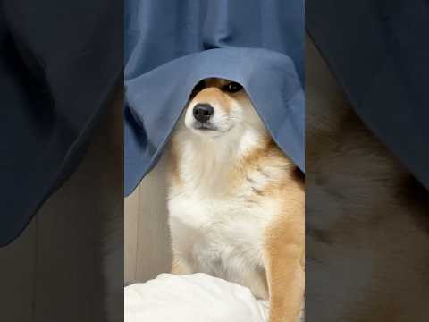 見て欲しくてたまらない柴犬 柴犬 サムネイル