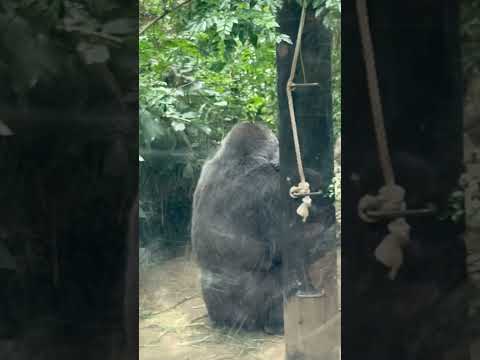 shorts ゲンキさん 右腕にサンタロウくん☺️  ニシゴリラ　京都市動物園にて　2026年6月14日