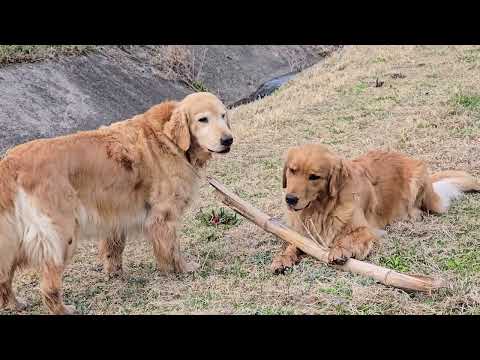 ゴールデンレトリバーには何でもオモチャで何でも食べ物？ サムネイル
