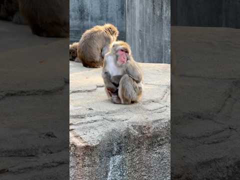 shorts ニホンザル　浜松市動物園　2026年3月15日 サムネイル
