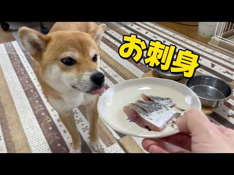 刺身があると１.５倍速に食が進む柴犬小夏　ASMR サムネイル