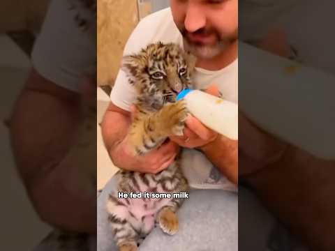 Baby Tiger Found—Now Plays Soccer! 🐯⚽animals rescue shortfe…