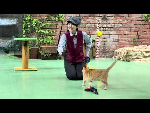 教えてミヤコちゃん　なかなか見れない猫によるショー ザ・キャッツ　那須どうぶつ王国にて　2025年1月9日 サムネイル